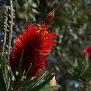 Callistemon glaucus